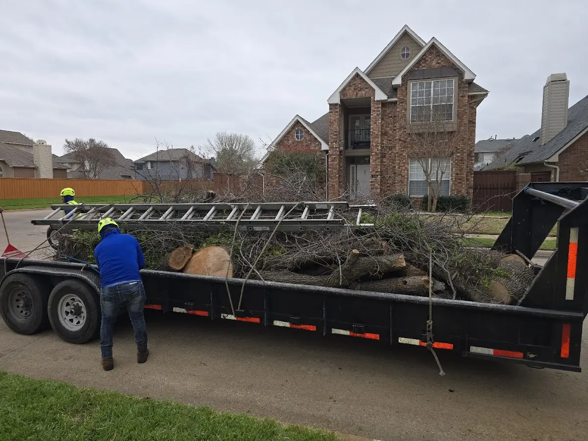 Expert Tree Pest Control with proper safety equipment in Norris